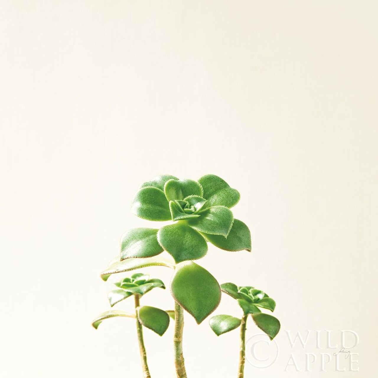 Succulent Simplicity IX Neutral Poster Print by Felicity Bradley - Item # VARPDX41656